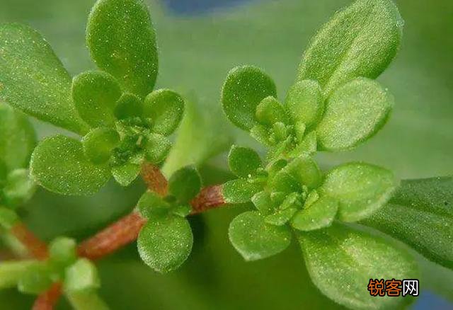 农村里野菜有多少种？都什么名字？