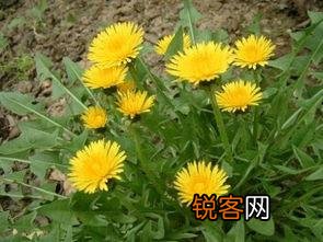 农村里野菜有多少种？都什么名字？