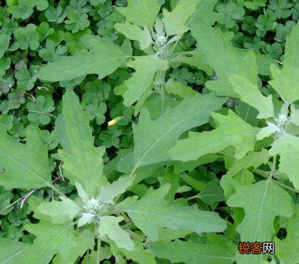 农村里野菜有多少种？都什么名字？