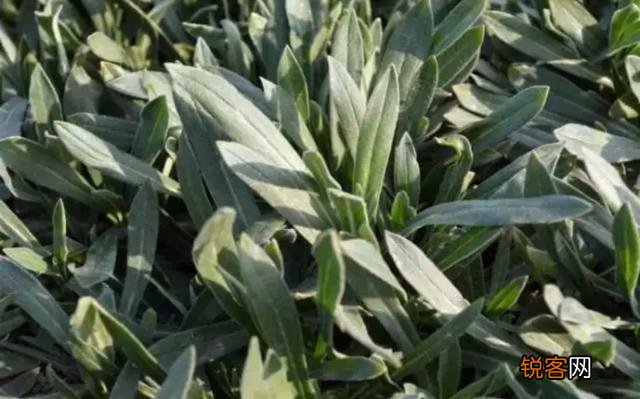 农村里野菜有多少种？都什么名字？