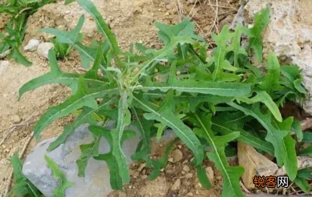 农村里野菜有多少种？都什么名字？