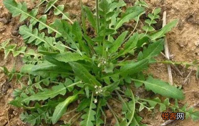 农村里野菜有多少种？都什么名字？