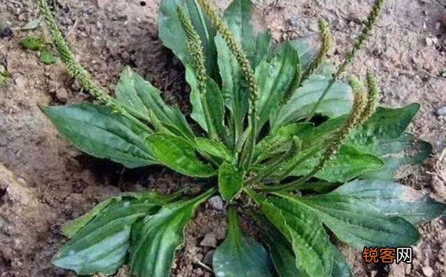 农村里野菜有多少种？都什么名字？