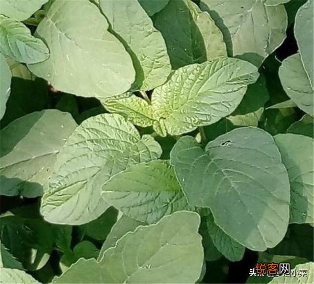 农村里野菜有多少种？都什么名字？