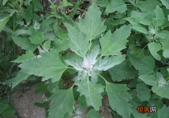 农村里野菜有多少种？都什么名字？