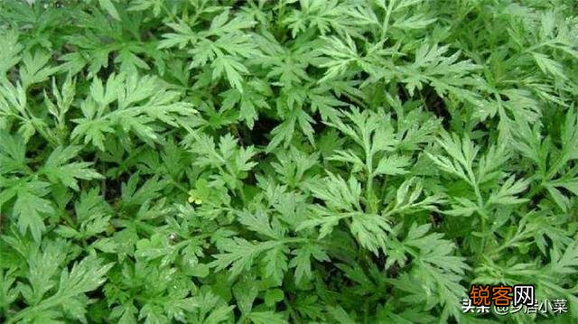 农村里野菜有多少种？都什么名字？