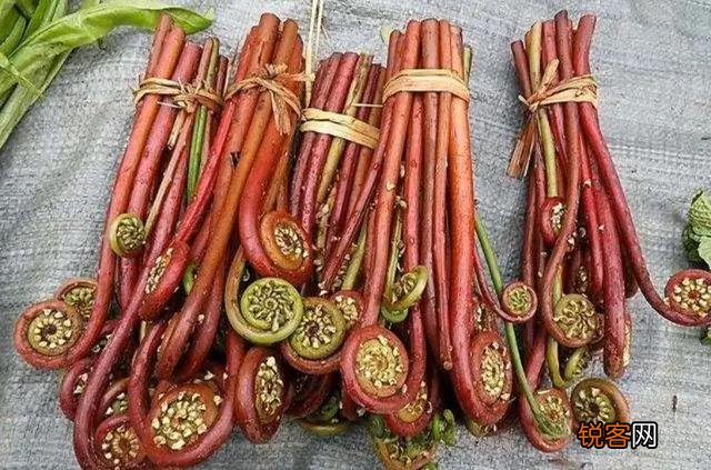 农村里野菜有多少种？都什么名字？