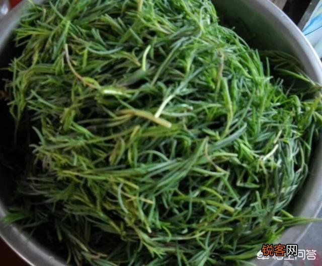 在农村有一种与猪毛菜很像的野菜,它叫碱蓬菜,你吃过吗？