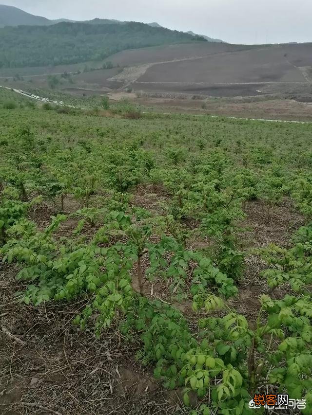 在农村你觉得最好吃的也野菜是哪一种？