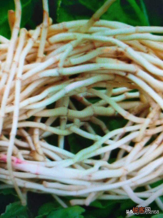 在农村你觉得最好吃的也野菜是哪一种？