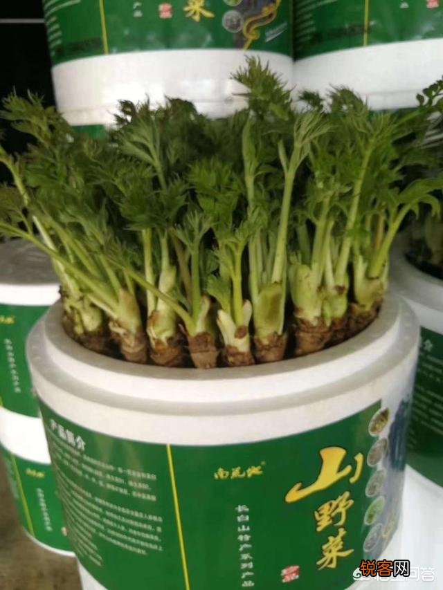 在农村你觉得最好吃的也野菜是哪一种？