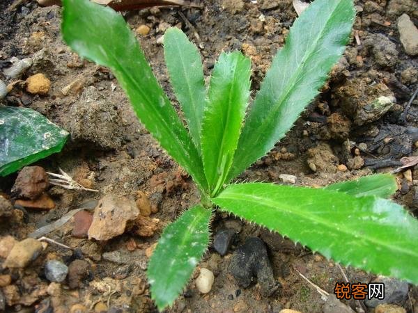 农村种植野菜,你知道有哪些野菜种植有前景？