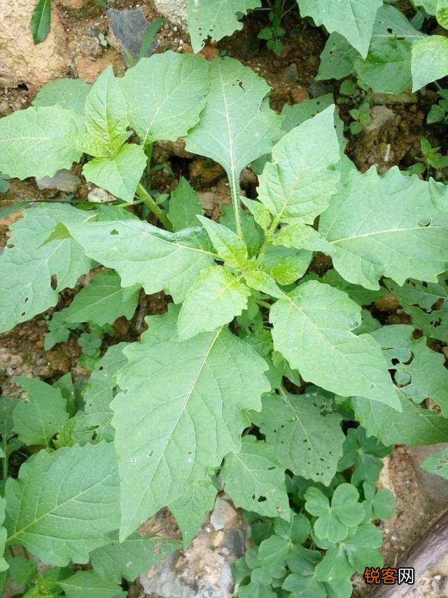农村种植野菜,你知道有哪些野菜种植有前景？