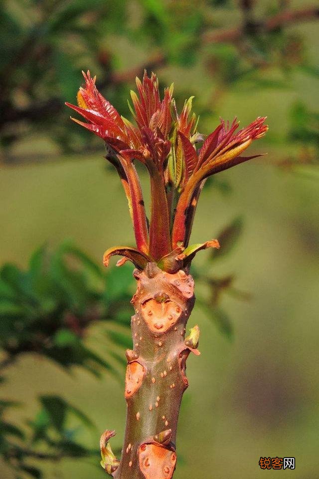 农村种植野菜,你知道有哪些野菜种植有前景？