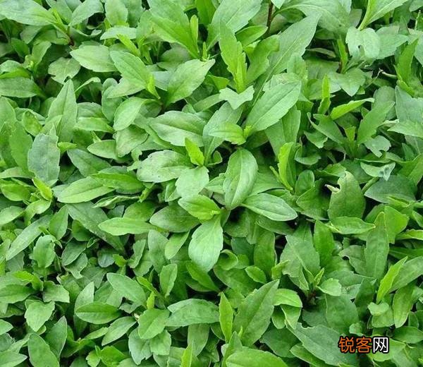 农村种植野菜,你知道有哪些野菜种植有前景？