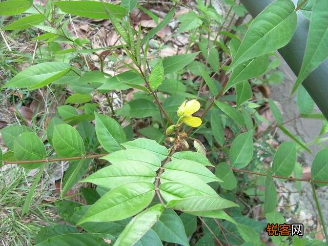 农村种植野菜,你知道有哪些野菜种植有前景？