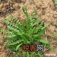 农村种植野菜,你知道有哪些野菜种植有前景？