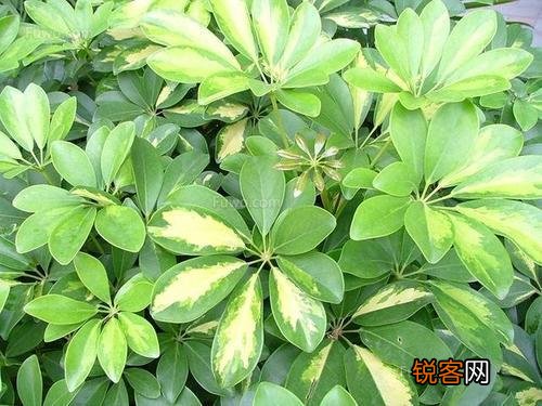 农村种植野菜,你知道有哪些野菜种植有前景？