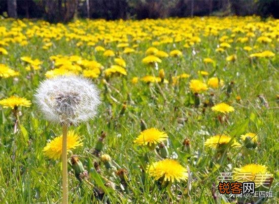 农村种植野菜,你知道有哪些野菜种植有前景？