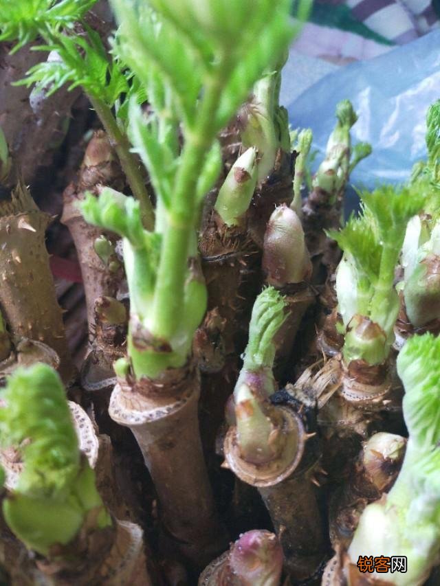 农村种植野菜,你知道有哪些野菜种植有前景？