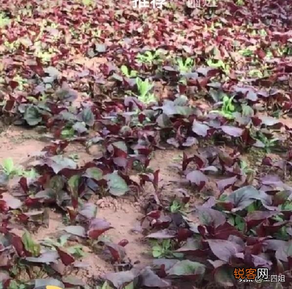 农村种植野菜,你知道有哪些野菜种植有前景？