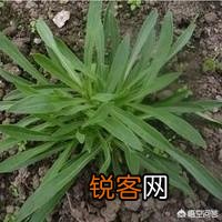 农村种植野菜,你知道有哪些野菜种植有前景？