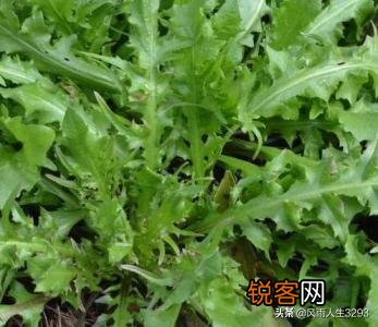 野菜荠荠菜好吃营养丰富,在农村哪里生长的比较多？