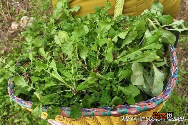 野菜荠荠菜好吃营养丰富,在农村哪里生长的比较多？