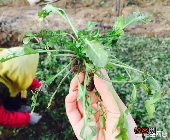 野菜荠荠菜好吃营养丰富,在农村哪里生长的比较多？