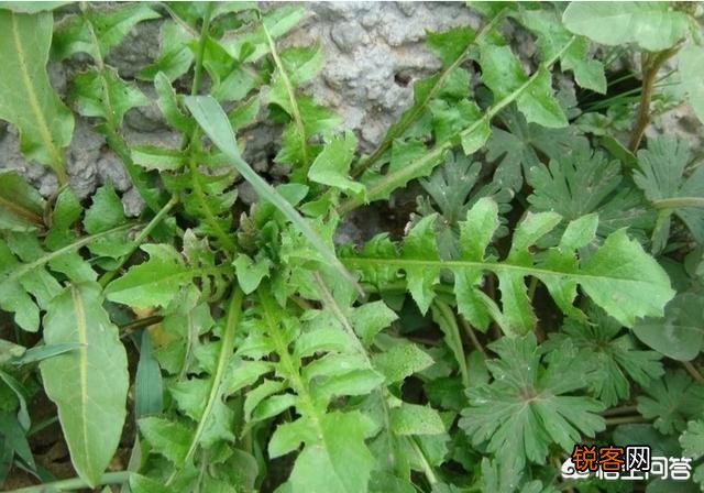 野菜荠荠菜好吃营养丰富,在农村哪里生长的比较多？