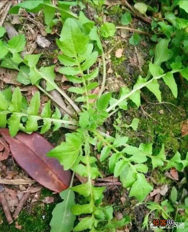 野菜荠荠菜好吃营养丰富,在农村哪里生长的比较多？