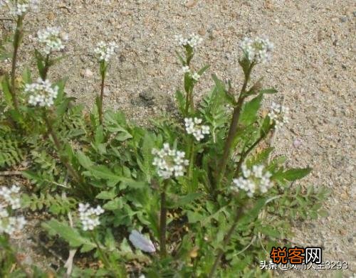 野菜荠荠菜好吃营养丰富,在农村哪里生长的比较多？