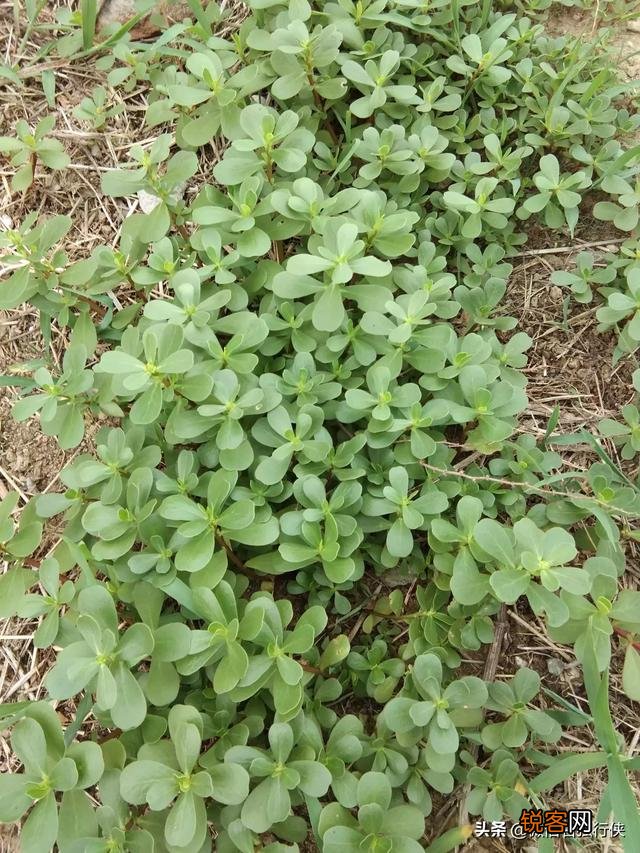 野菜味美且营养丰富,对人体好处多多。说说你那里都有什么野菜？