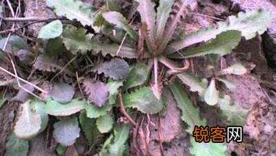 野菜味美且营养丰富,对人体好处多多。说说你那里都有什么野菜？