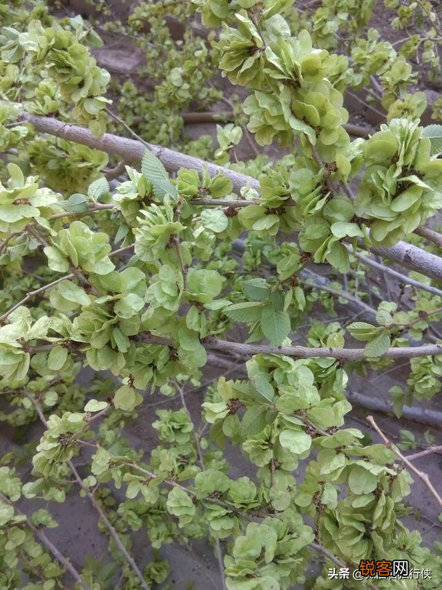 野菜味美且营养丰富,对人体好处多多。说说你那里都有什么野菜？