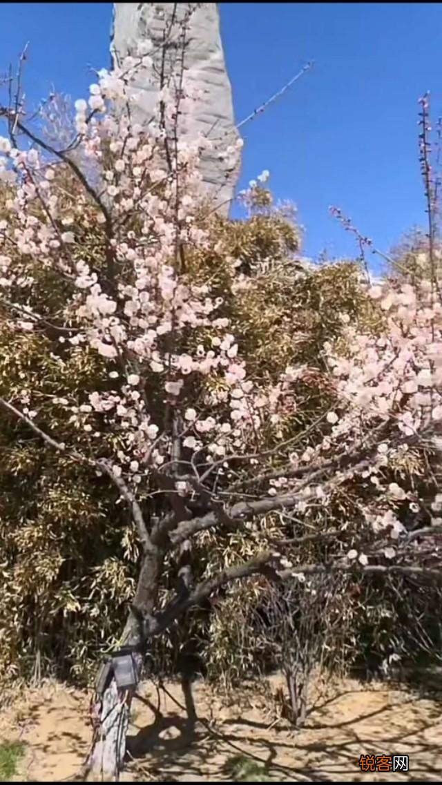 可采食的野菜花有哪些？什么野菜花最令百姓喜爱食用？
