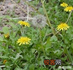 清明时节,正是农村里的野菜采挖季,哪些野菜对肝有好处？应该怎么做才更好吃？