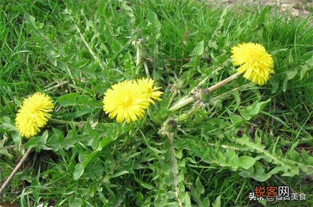 如图 农村到处可见的黄花多汁的野菜能食用吗？？