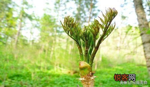 如图 农村到处可见的黄花多汁的野菜能食用吗？？