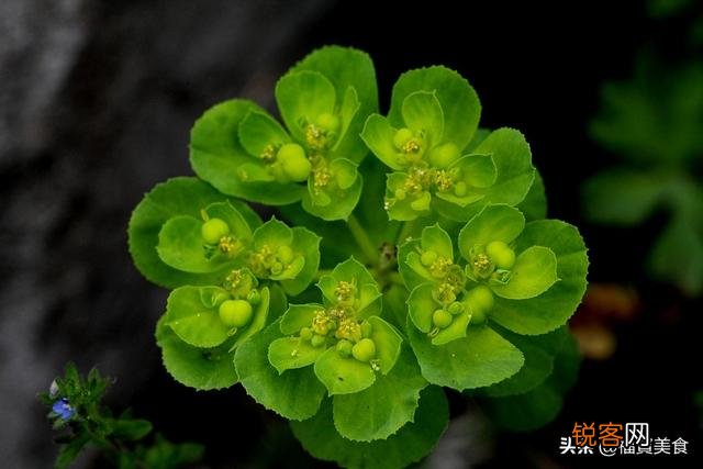 如图 农村到处可见的黄花多汁的野菜能食用吗？？