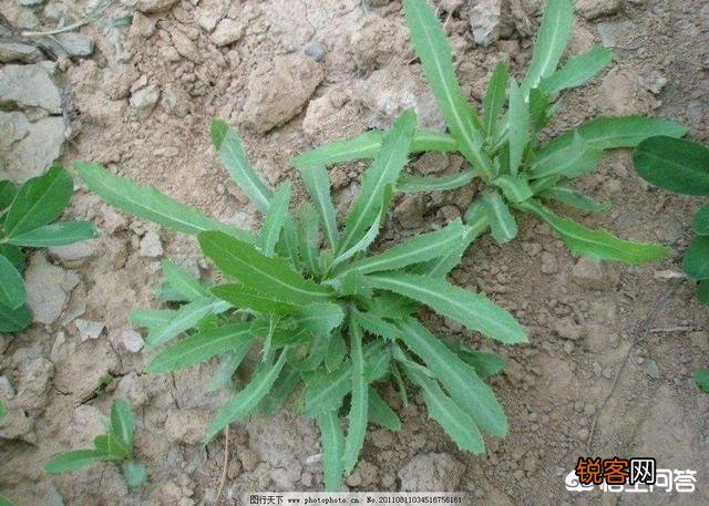 有哪些口味比较好的野菜？