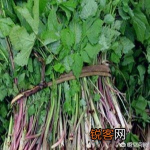 有哪些口味比较好的野菜？