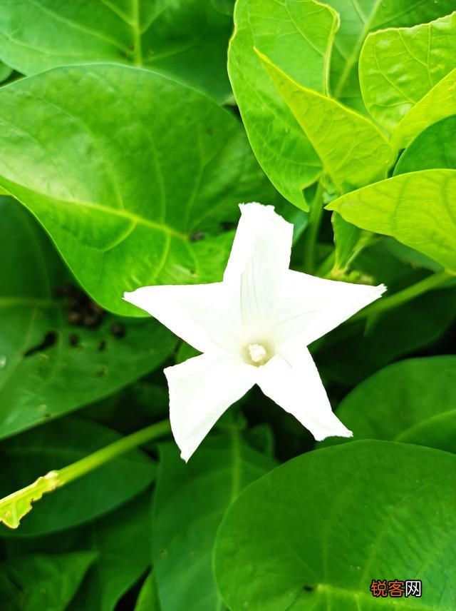 有哪些口味比较好的野菜？