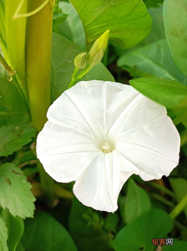 有哪些口味比较好的野菜？