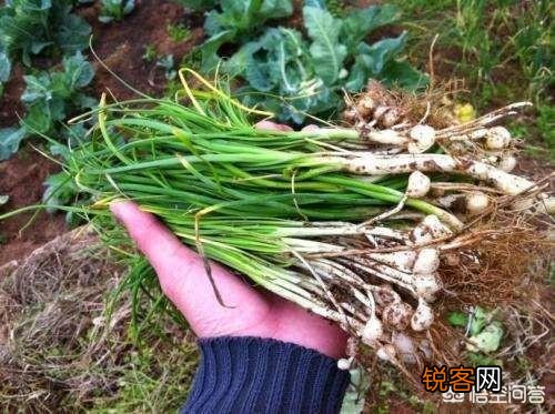 有哪些口味比较好的野菜？