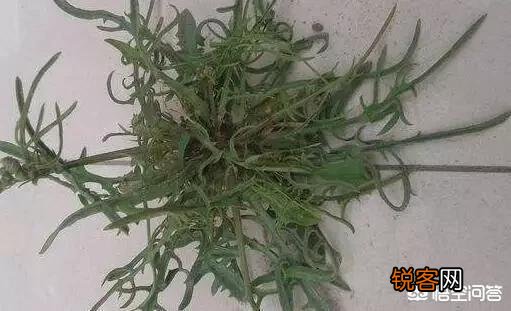 有哪些口味比较好的野菜？