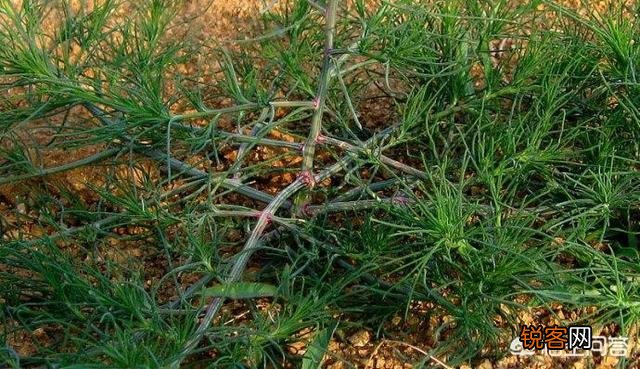 有哪些口味比较好的野菜？