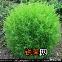 有哪些口味比较好的野菜？