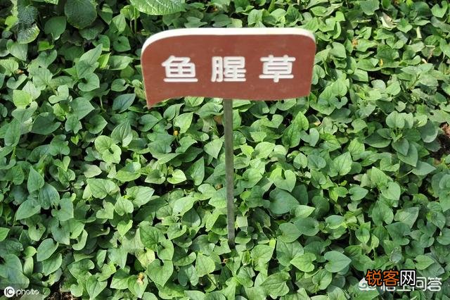 农村有哪些野菜对嗓子比较好？