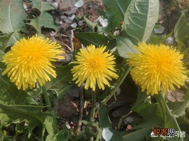 在农村,有什么野菜可以食用且对身体有益？